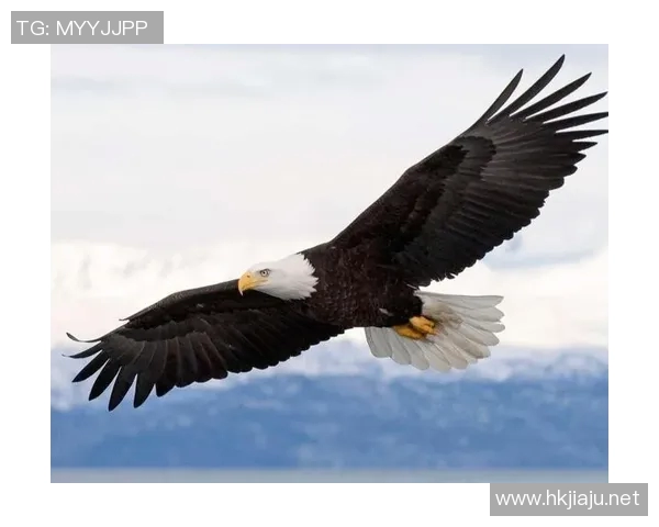 《展翅高飞的猎手：老鹰在自然界中的生存智慧与壮丽景观》